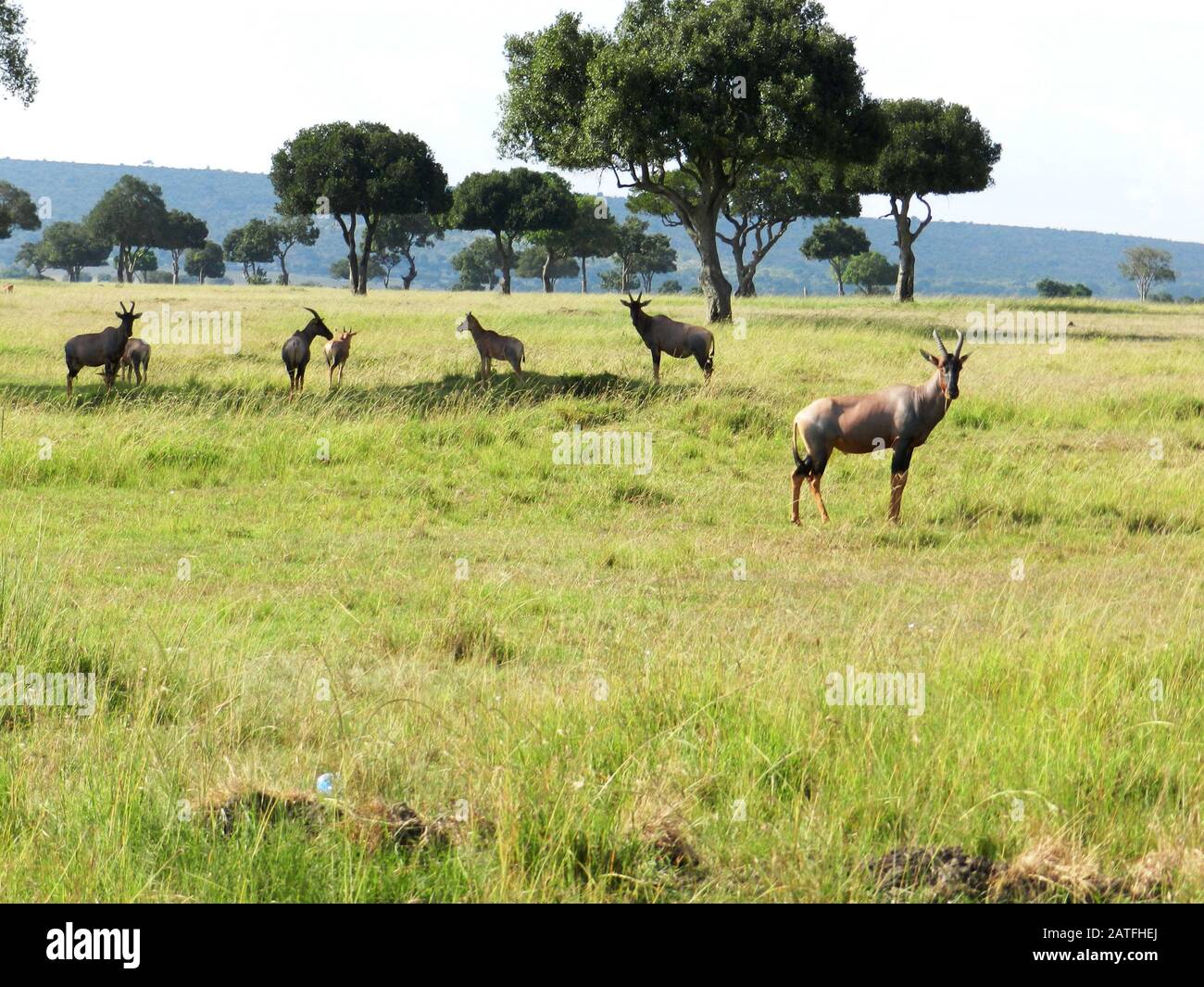 Gruppe von Topi-Antilopen, die in der afrikanischen Savanne, Kenia, weiden Stockfoto