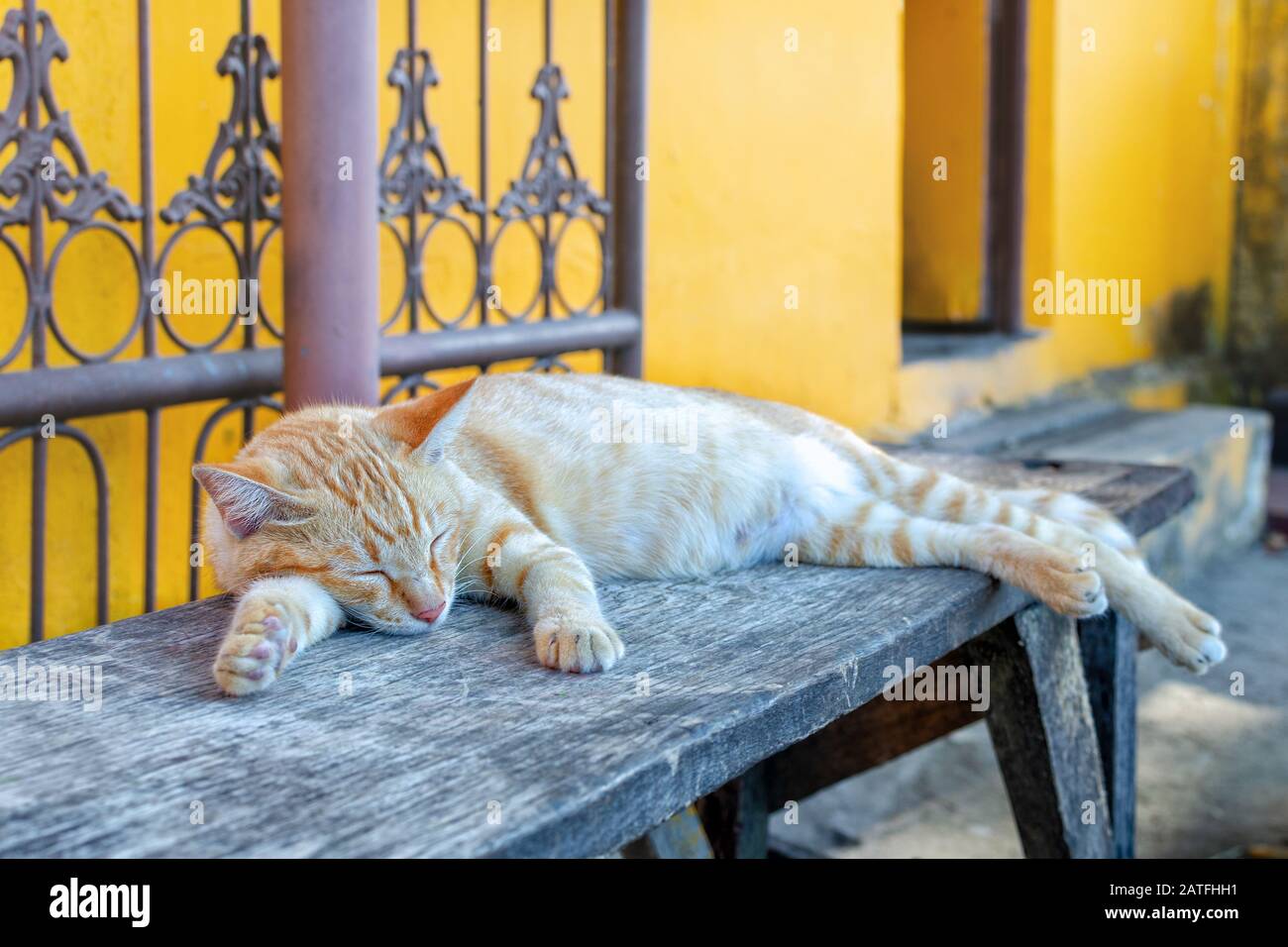 Straßenkatze schläft friedlich auf einer Bank Stockfoto