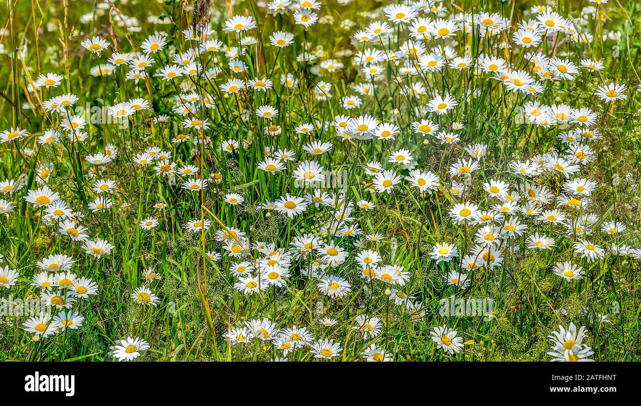 Kamille oder Gänseblümchen auf der Wiese - natürlicher Blumen-Sommer-Hintergrund. Schöne wilde weiße Kamillenblüten in grünem Gras am sonnigen Tag. Schönheit o Stockfoto