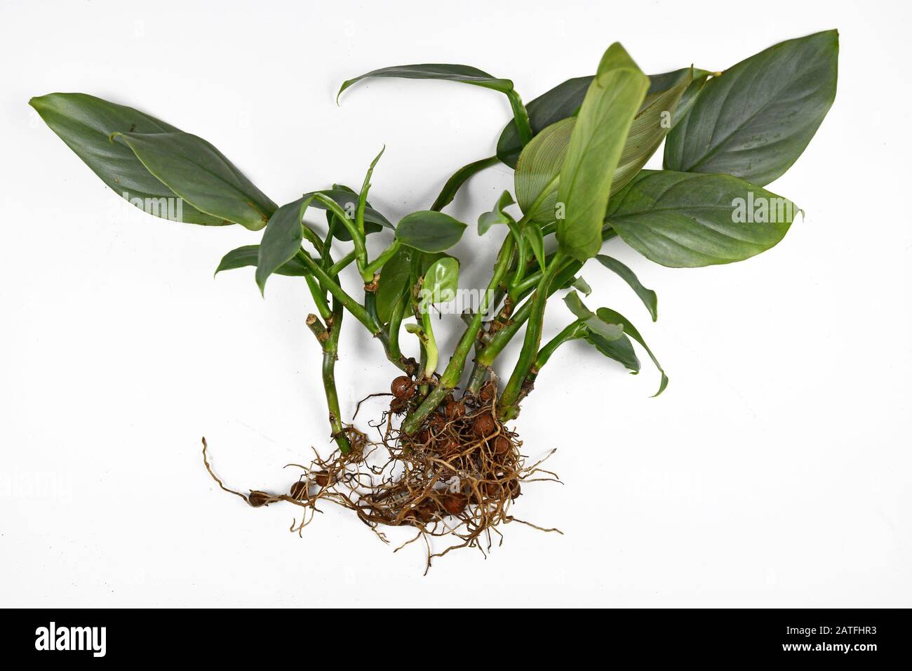 Wurzeln kleiner exotischer Zimmerpflanzen, bevor sie mit geschäumten Ton-Pellets, die in passiven Halbhydroponik auf weißem Grund kultiviert werden, repunktieren Stockfoto