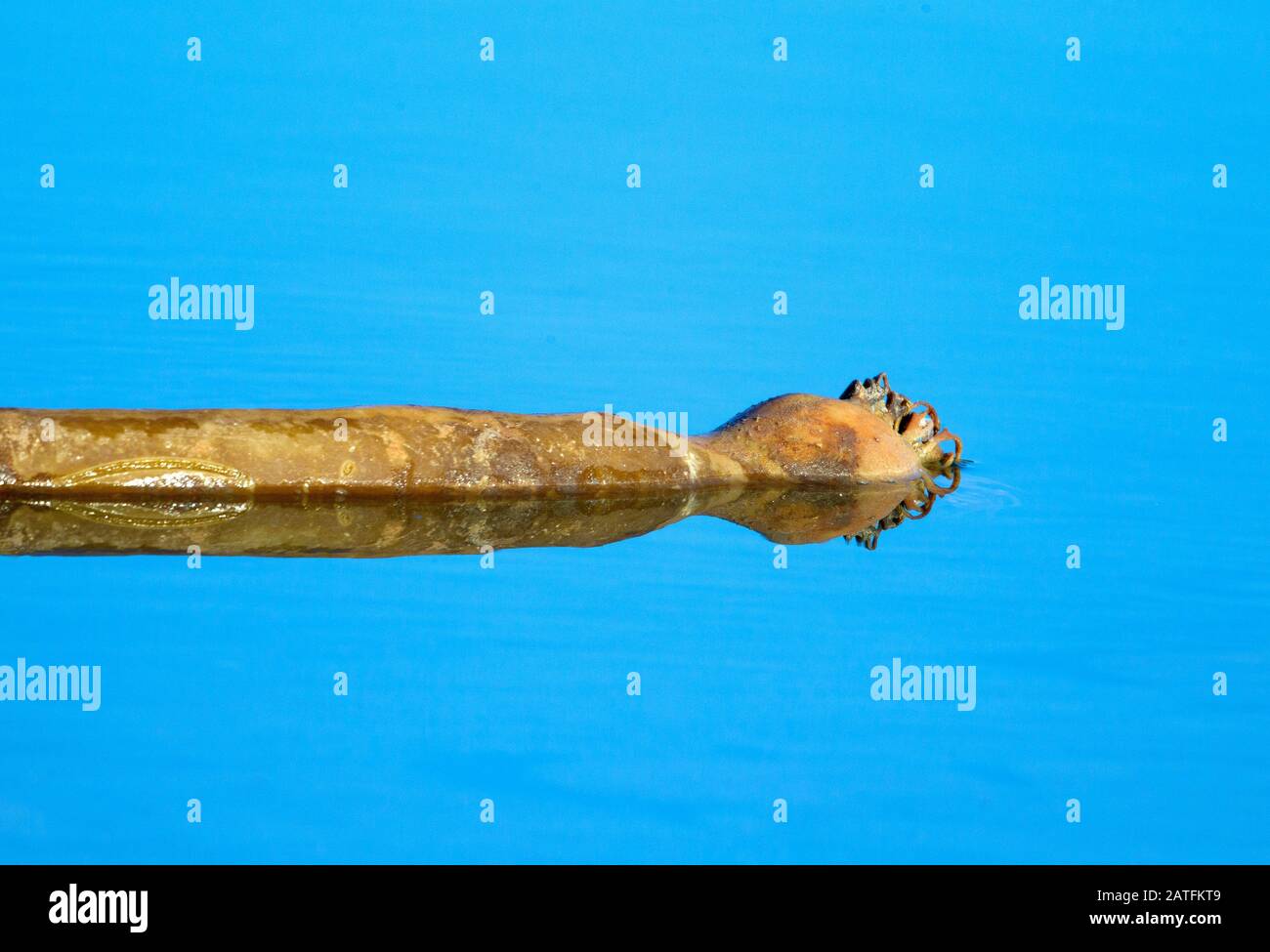 Kelp schweben auf Wasser Stockfoto