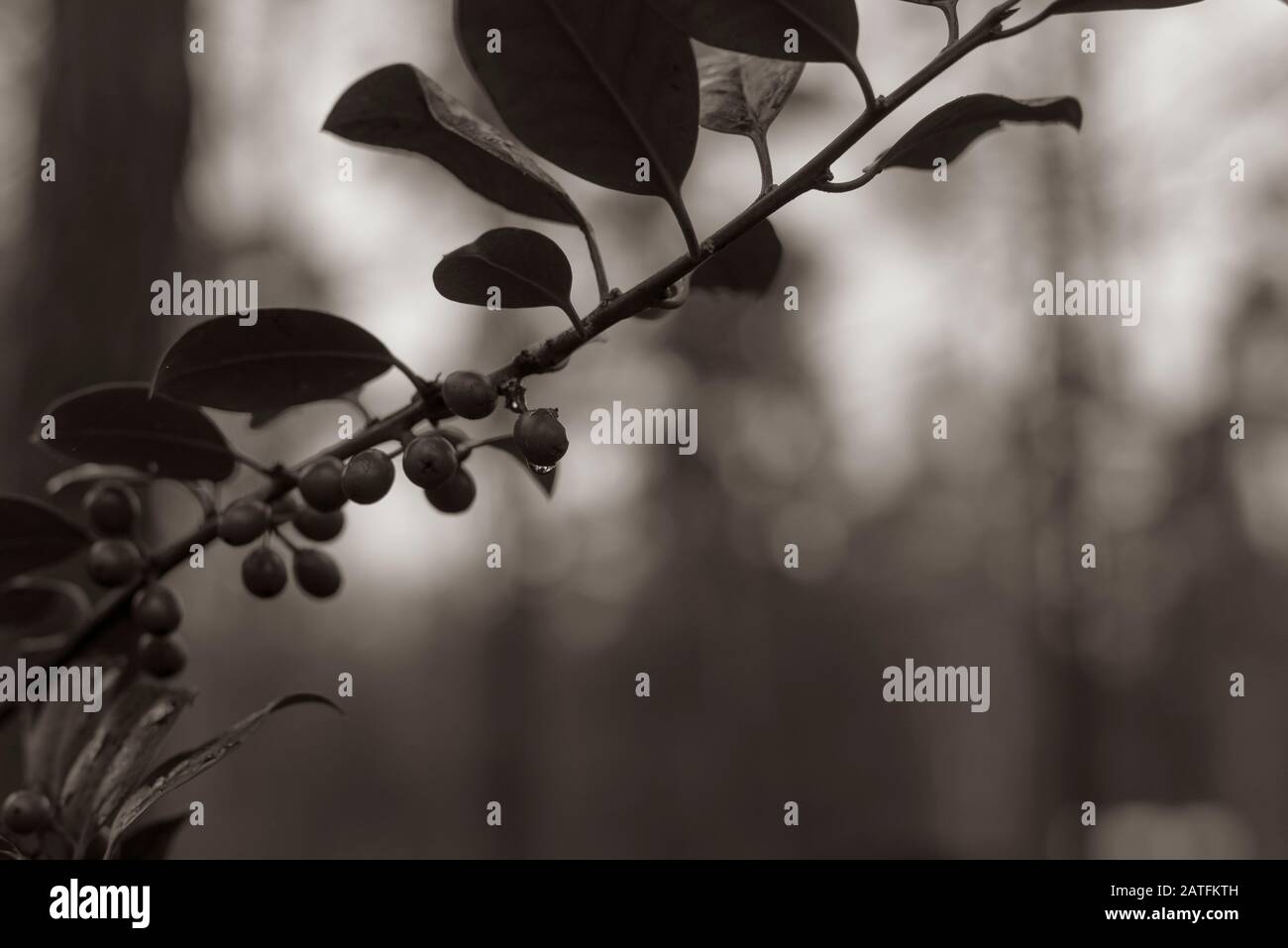Strig aus europäischem Stechholz, Ilex Aquifolium, Beeren aus europäischem Stechholz, Beeren an einem Zweig mit Blättern, dunkles Foto, abstrakt, flacher Kontrast, Sepia Stockfoto