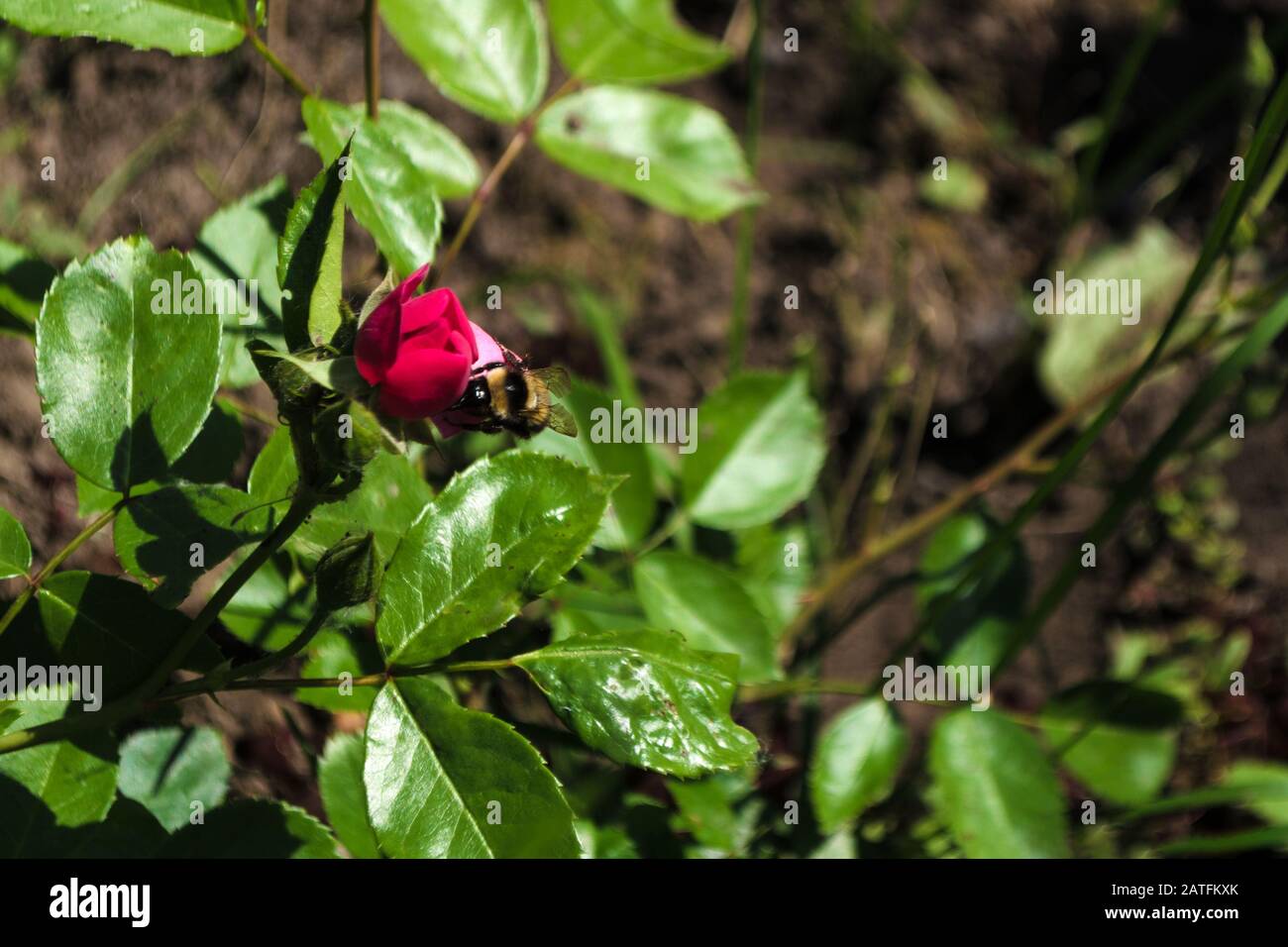 Nahaufnahme der grünen rosafarbenen Rosenblase und eines Bienentrinkwassers aus dem Tau auf dem Hintergrund der Blätter. Kleine schwarze Hummeln kriechen auf jungen fl Stockfoto