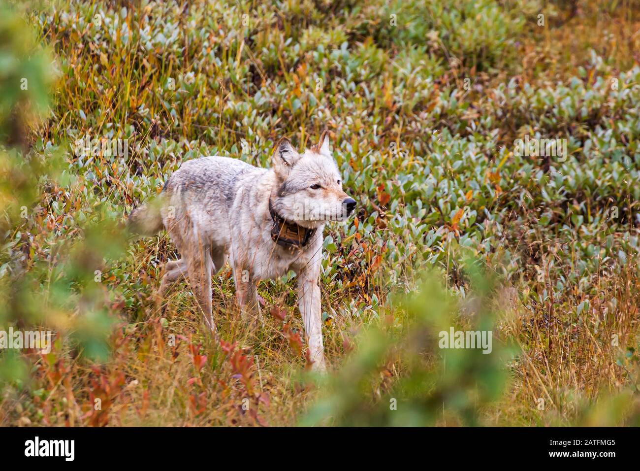 Grauwolf (Canis lupus) weibliche Jagd auf Tundra. Alpha weiblich von Grant Creek Pack im Highway Pass, Denali National Park, Alaska Stockfoto