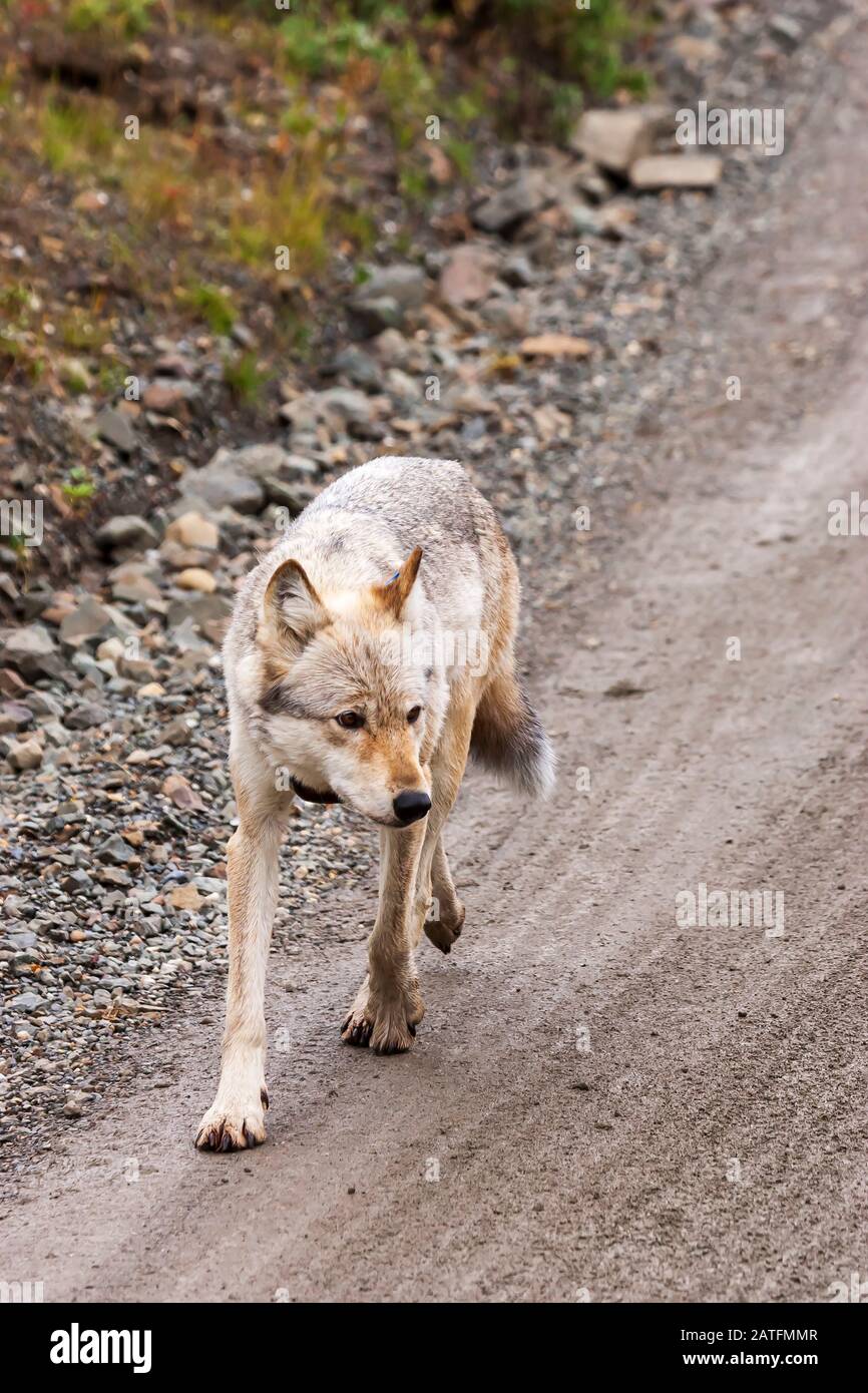 Graue Wölfin (Canis lupus) Frauen, die auf der Parkstraße spazieren gehen. Alpha weiblich von Grant Creek Pack im Highway Pass, Denali National Park, Alaska Stockfoto