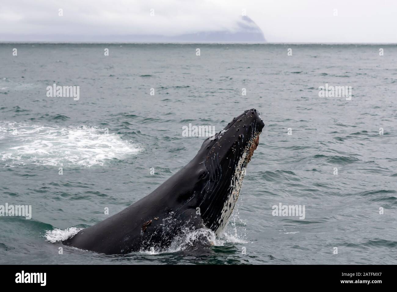 Buckelwale (Megaptera novaeangliae), die aus dem Wasser kommen, um das Kinn auf der Wasseroberfläche im Kenai Fjords National Park, Alaska zu schlappen Stockfoto