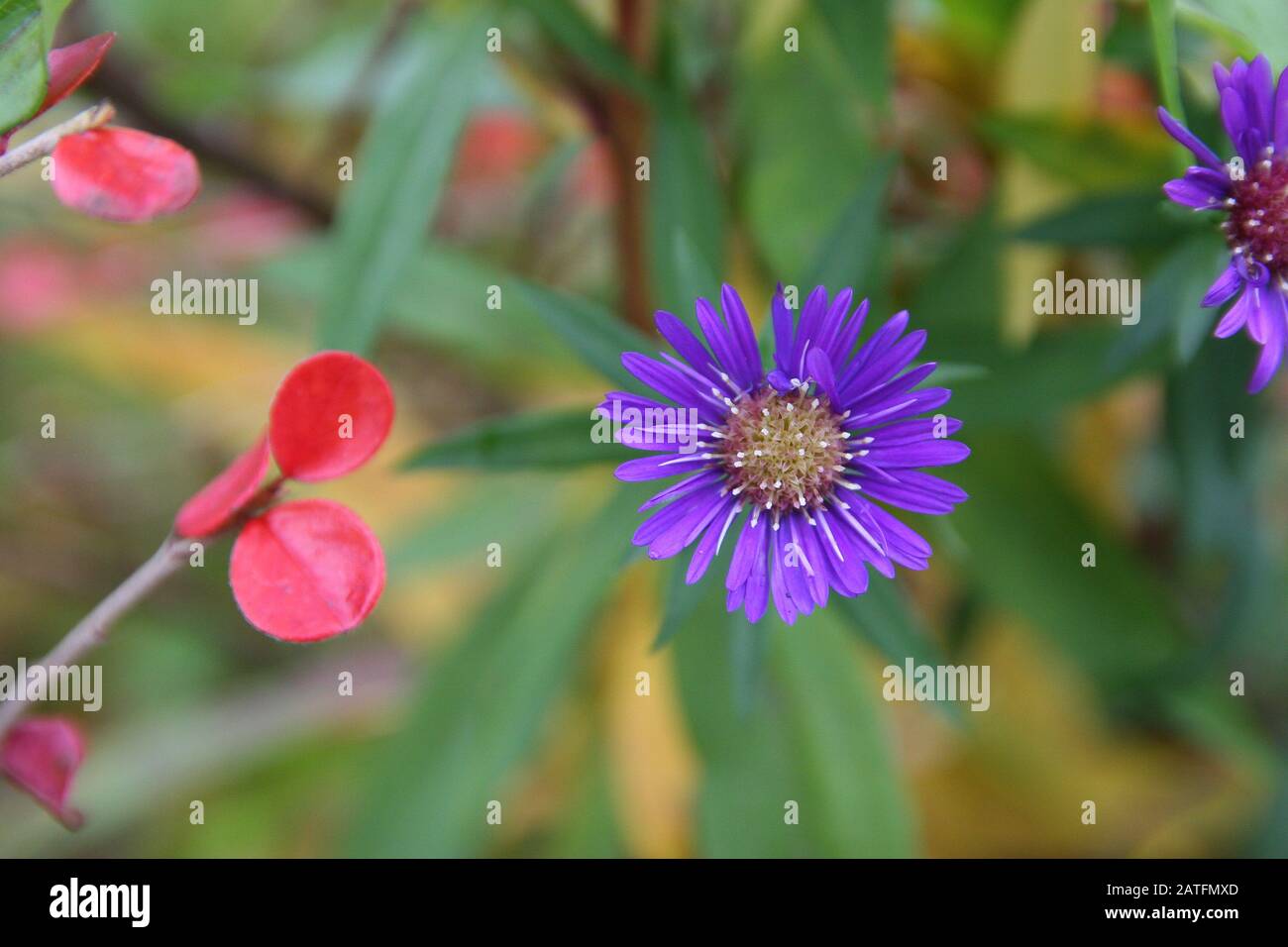 Violette Wiesenblume, floraler Hintergrund Frühling Sommer medows Blumen violett Stockfoto