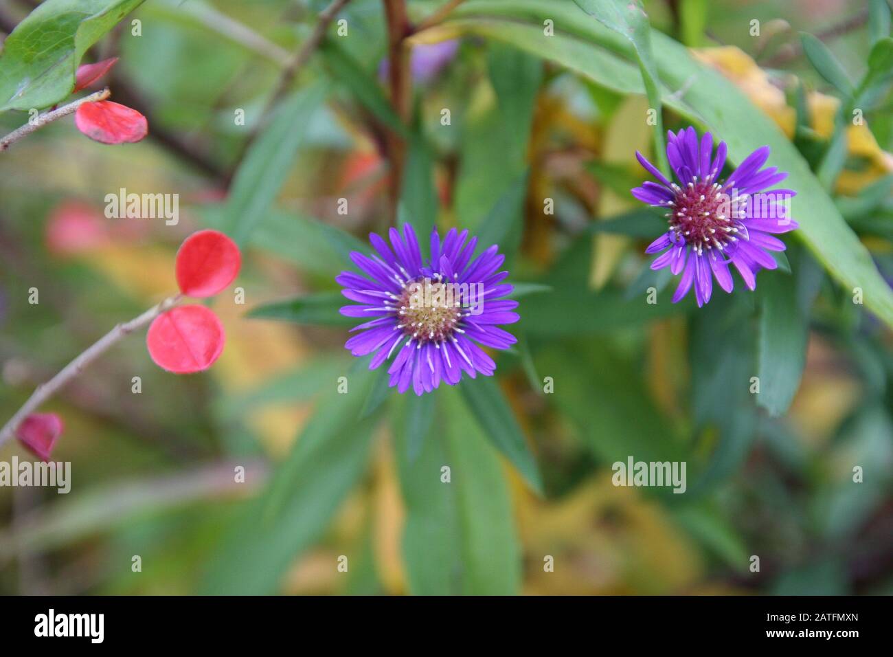 Violette Wiesenblume, floraler Hintergrund Frühling Sommer medows Blumen violett Stockfoto