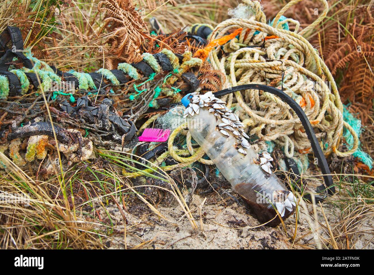 Schwanenhalsbarnakel machen eine Fahrt über den Ozean auf Kunststoff Stockfoto