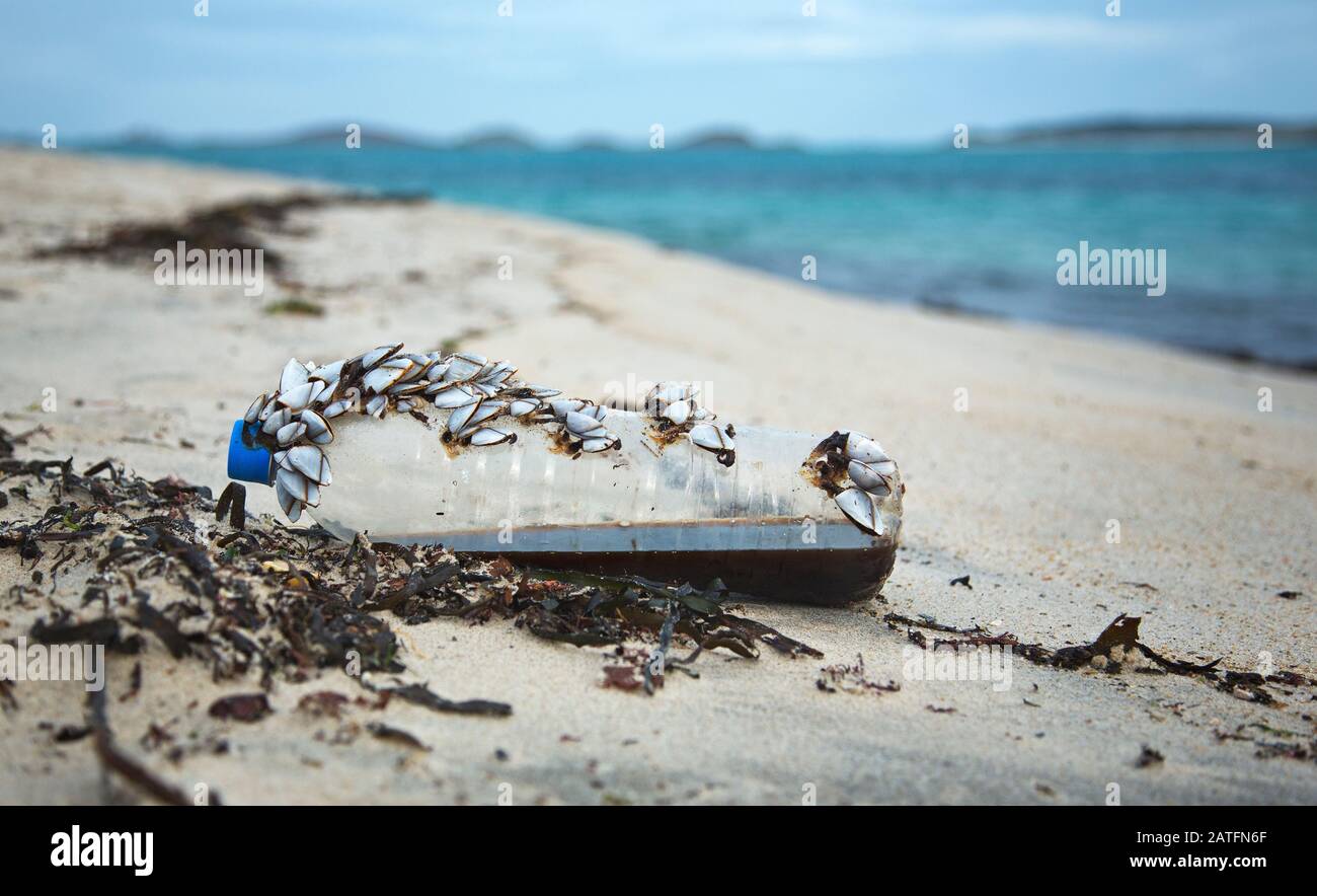 Schwanenhalsbarnakel machen eine Fahrt über den Ozean auf Kunststoff Stockfoto