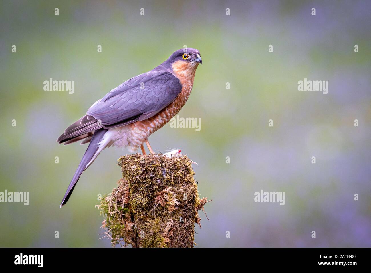 Auf einem alten Baumstumpf thront ein Sparrowhack, der seine Beute vorsichtig schützt Stockfoto