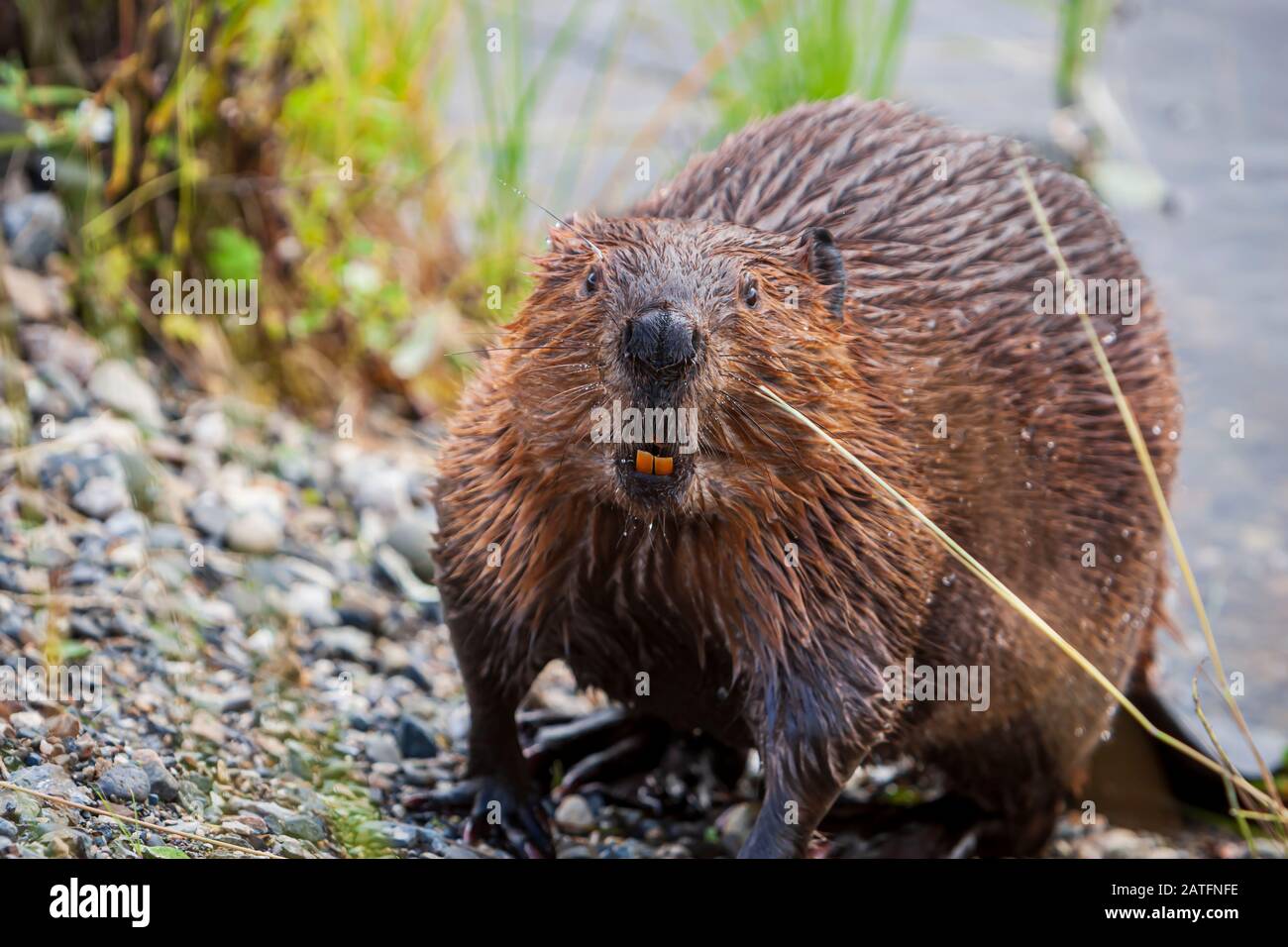 American Beaver (Castor canadensis) am Seeufer mit Blick auf den Fotografen Wonder Lake, Denali National Park, Alaska Stockfoto