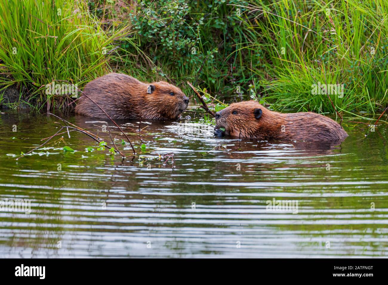 American Beaver (Castor canadensis) paaren sich und interagieren im Wonder Lake neben ihrer Hütte im Denali-Nationalpark, Alaska Stockfoto