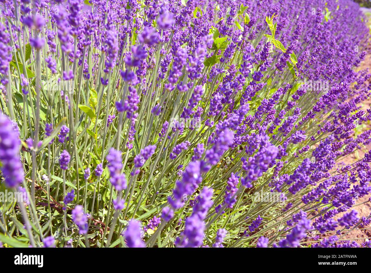 Lavendelsträucher schließen sich bei Sonnenuntergang an. Büsche von Lavendelblüten. Violettes Feld blüht Hintergrund. Ontario, Kanada, Prince Edward Country. Stockfoto