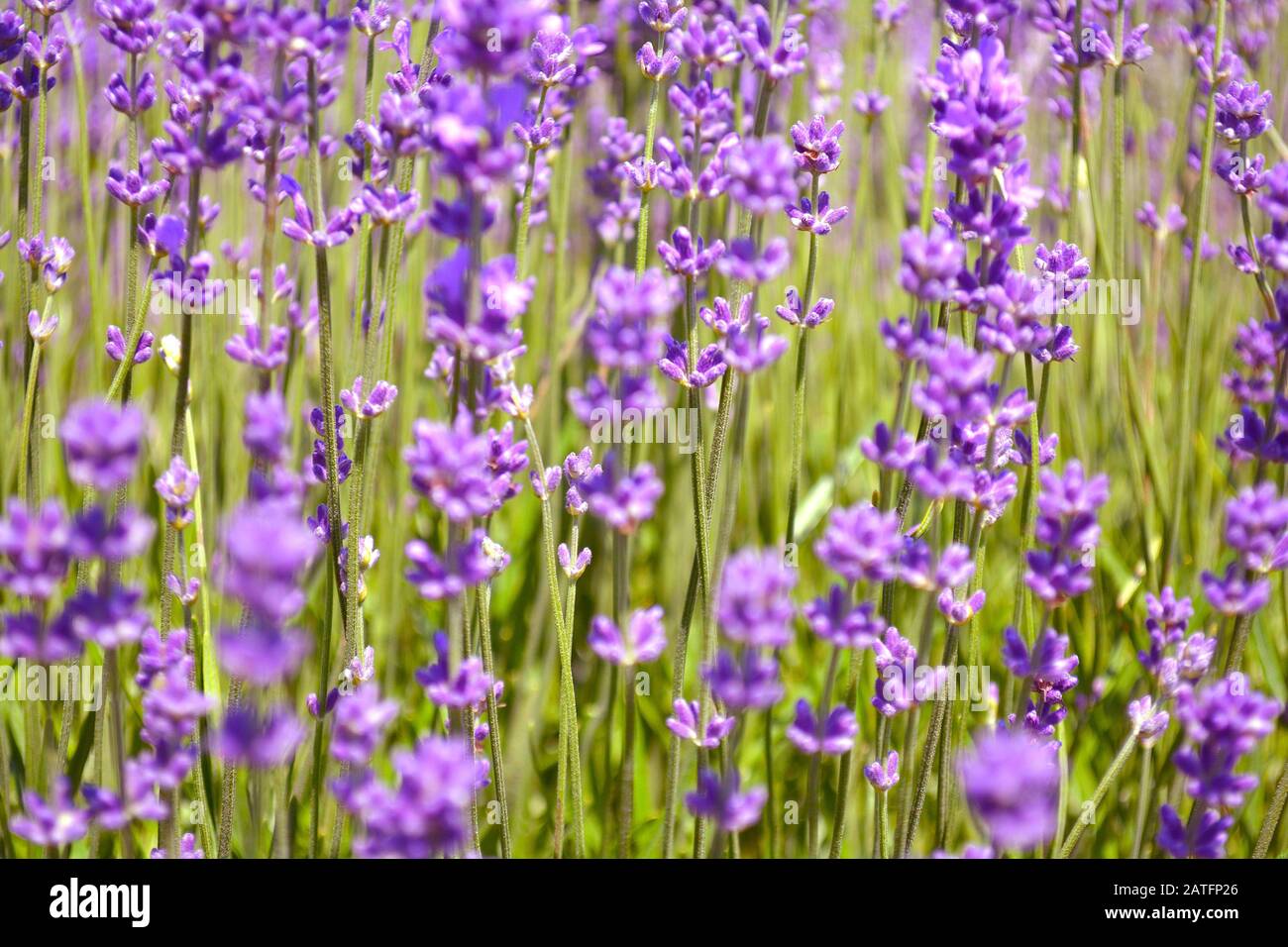 Lavendelblüten. Ontario, Kanada, Prince Edward Country. Stockfoto