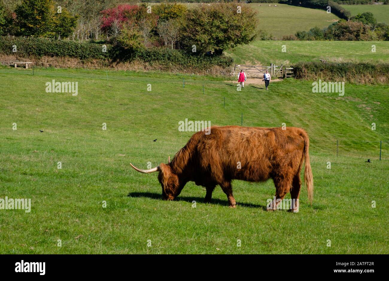 Highland Cattle sind Teil der Viehhaltung in den Lost Gardens von Heligan in Cornwall Stockfoto