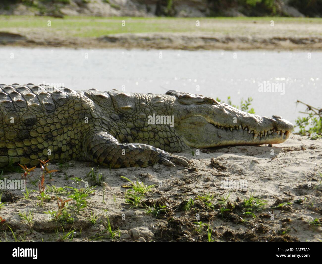 Ein riesiges Krokodil am Flussufer, Tansania Stockfoto