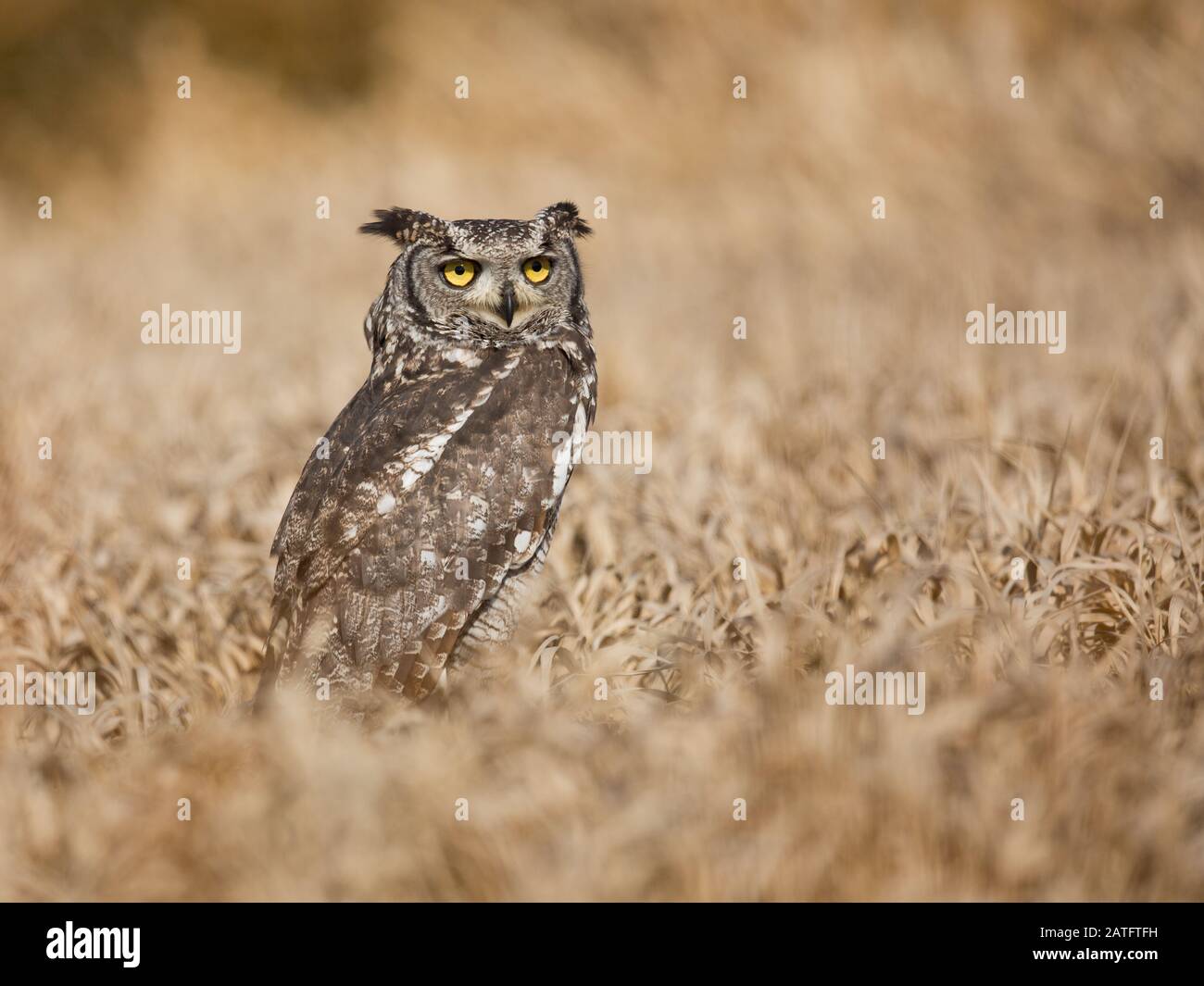 Gefleckte Adler-Eule (Bubo africanus), auch Afrikanische gepunktete Adler-Eule und Afrikanische Adler-Eule genannt, ist eine mittelgroße Eulenart Stockfoto