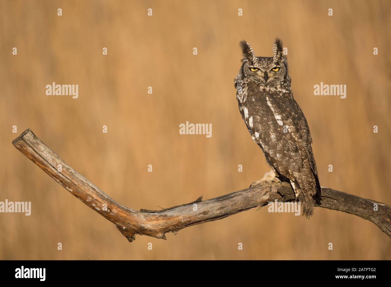 Gefleckte Adler-Eule (Bubo africanus), auch Afrikanische gepunktete Adler-Eule und Afrikanische Adler-Eule genannt, ist eine mittelgroße Eulenart Stockfoto