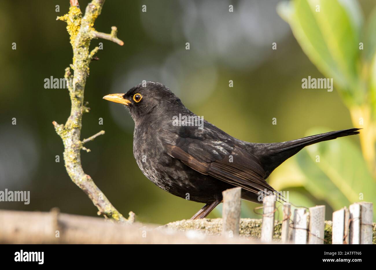 Männlicher Schwarzvogel, Turdus merula, thront bei Sonnenschein in einem britischen Garten an einem Zaun Stockfoto