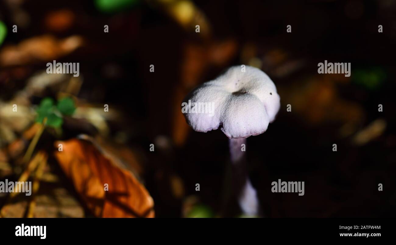 Ein kleiner weißer Pilz steht allein auf dem Waldboden im Herbstschatten Stockfoto