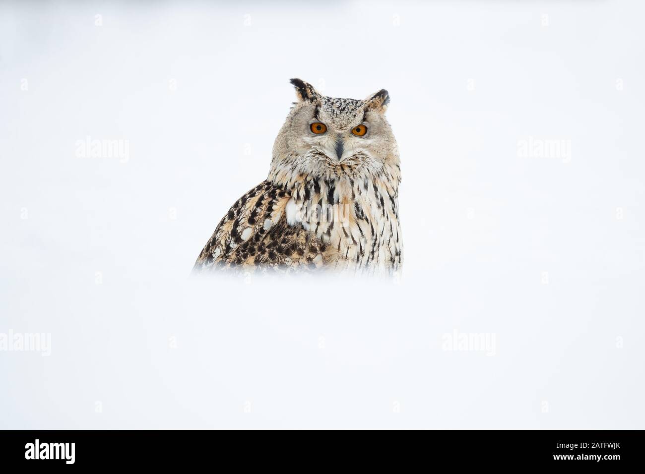 Die sibirische Eule ist die größte Eule der Welt Stockfotografie Alamy Die sibirische Eule ist die größte Eule der Welt Stockfotografie Alamy