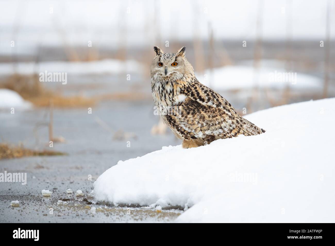 Die sibirische Eule ist die größte Eule der Welt Stockfotografie Alamy Die sibirische Eule ist die größte Eule der Welt Stockfotografie Alamy