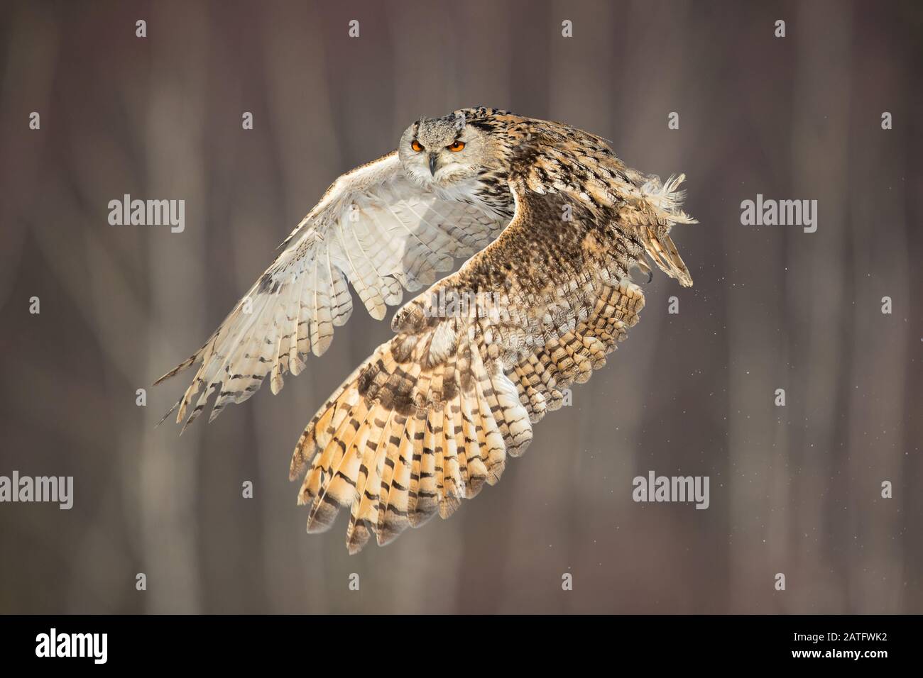 Die sibirische Eule ist die größte Eule der Welt Stockfotografie Alamy Die sibirische Eule ist die größte Eule der Welt Stockfotografie Alamy