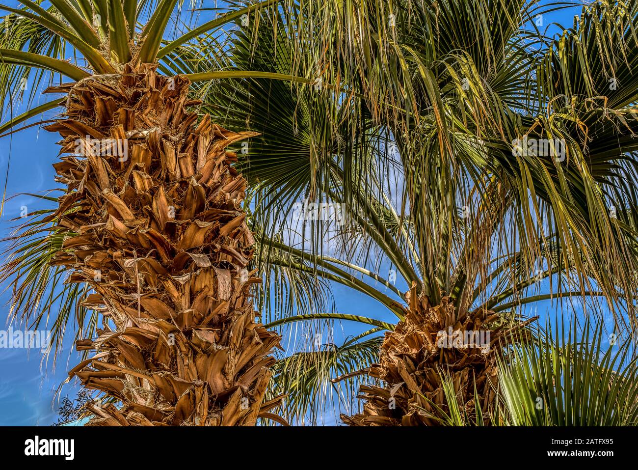 Ein tropischer Garten mit Palmen verlässt vor blauem Himmel als Hintergrund, Ägypten, 15. Januar 2020 Stockfoto