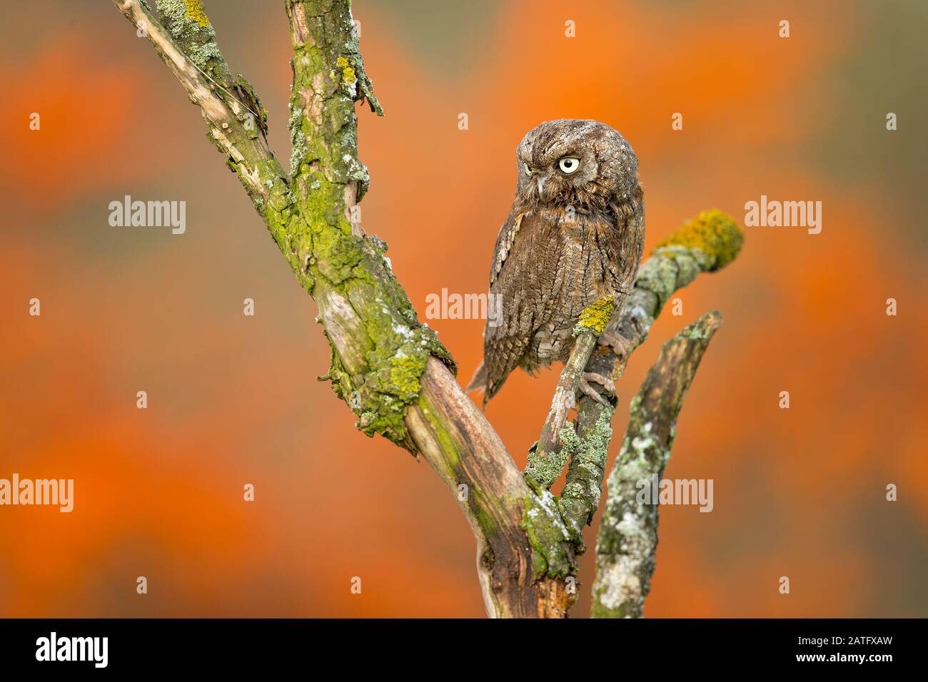 Eurasische Schopen-Eule (Otus-Schrecken), auch als europäische Schopen-Eule oder einfach nur Scheulen bekannt, ist eine kleine Eule Stockfoto