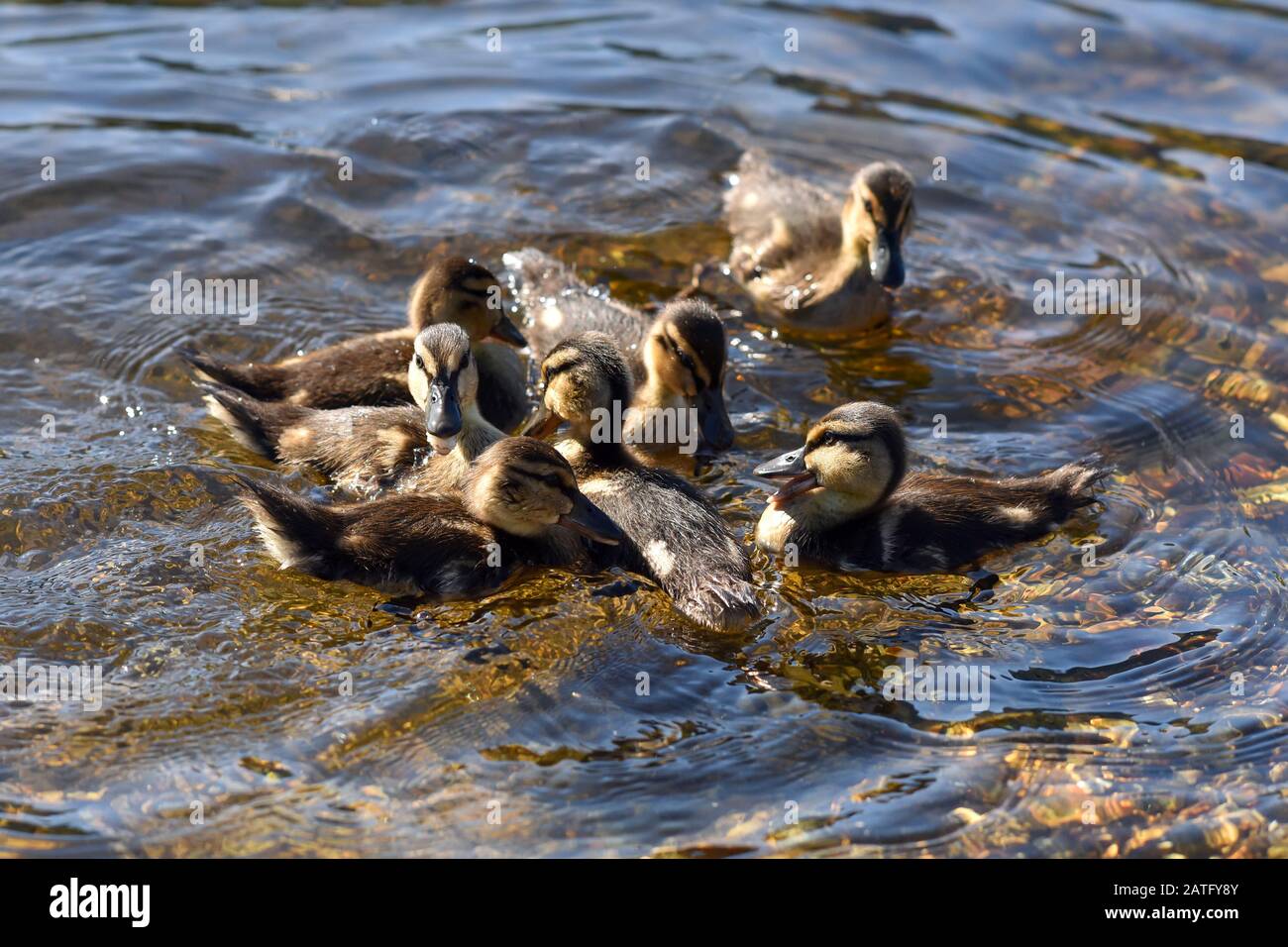 Süße Mallard-Ducklings paddeln an einem sonnigen Tag im Wasser eines Sees. Stockfoto