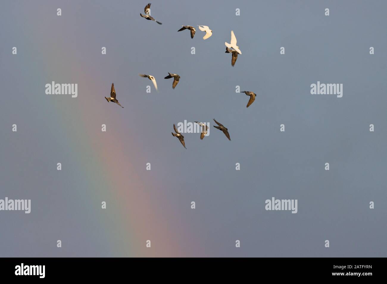 Tauben, die gegen einen blauen Himmel und Regenbogen fliegen Stockfoto