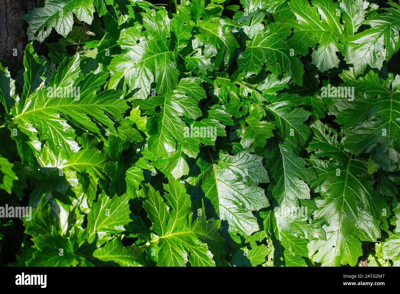 Textur von Acanthus mollis, allgemein bekannt als Bärenbrücken, Draufsicht Hintergrund. Stockfoto