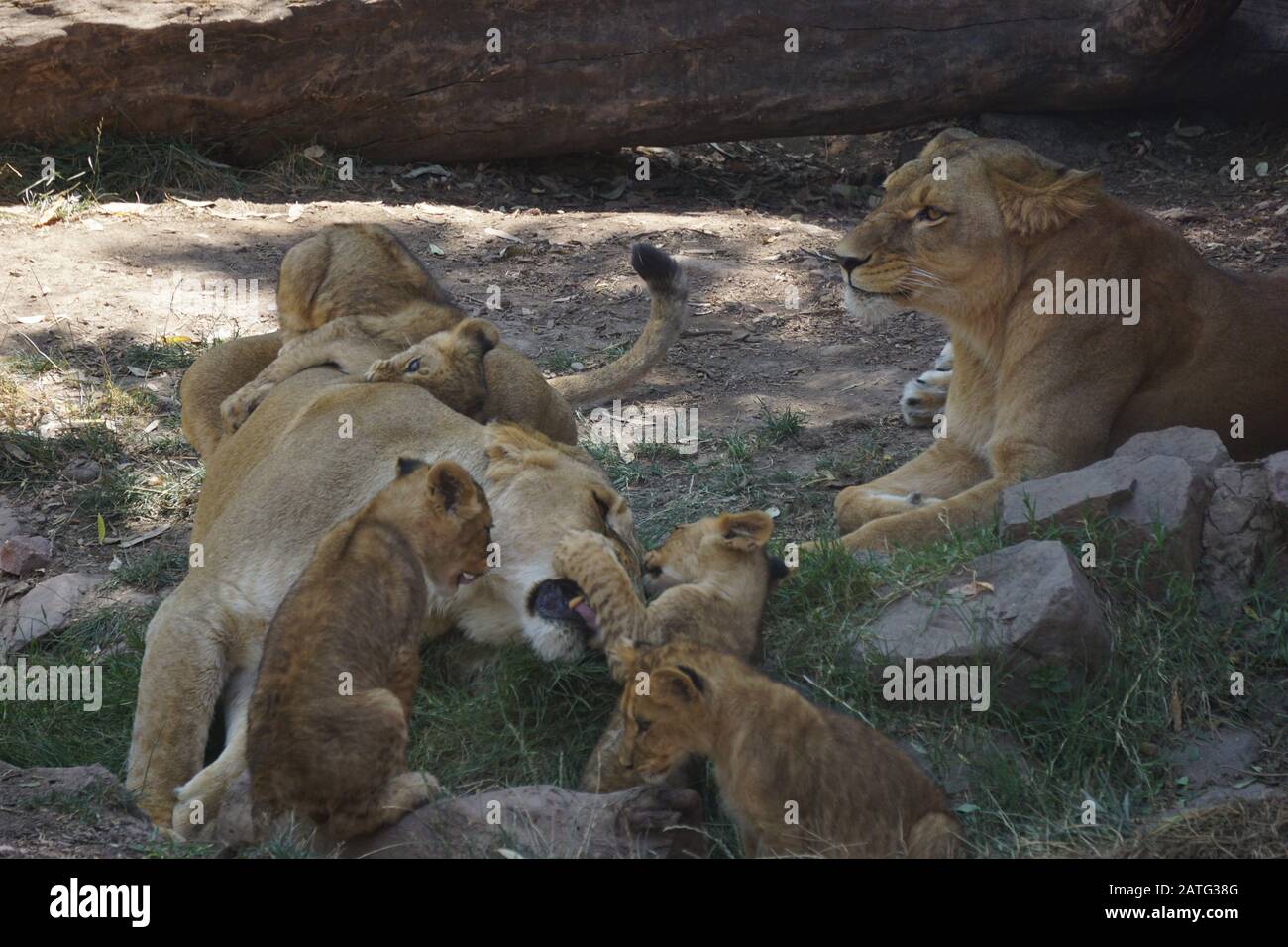 Kleine Löwen Babys in der wüste sahara Stockfoto