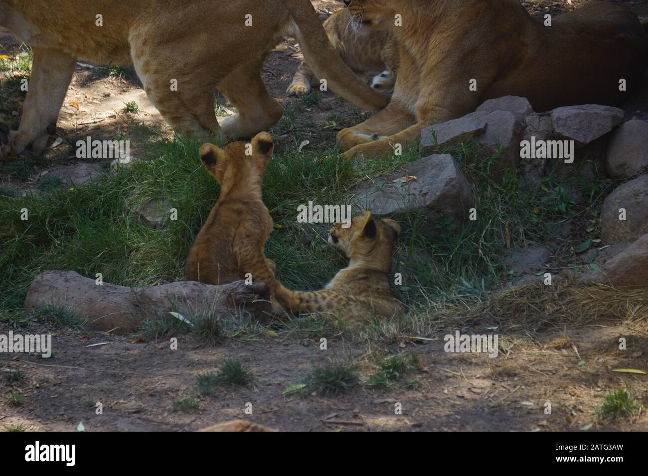 Kleine Löwen Babys in der wüste sahara Stockfoto