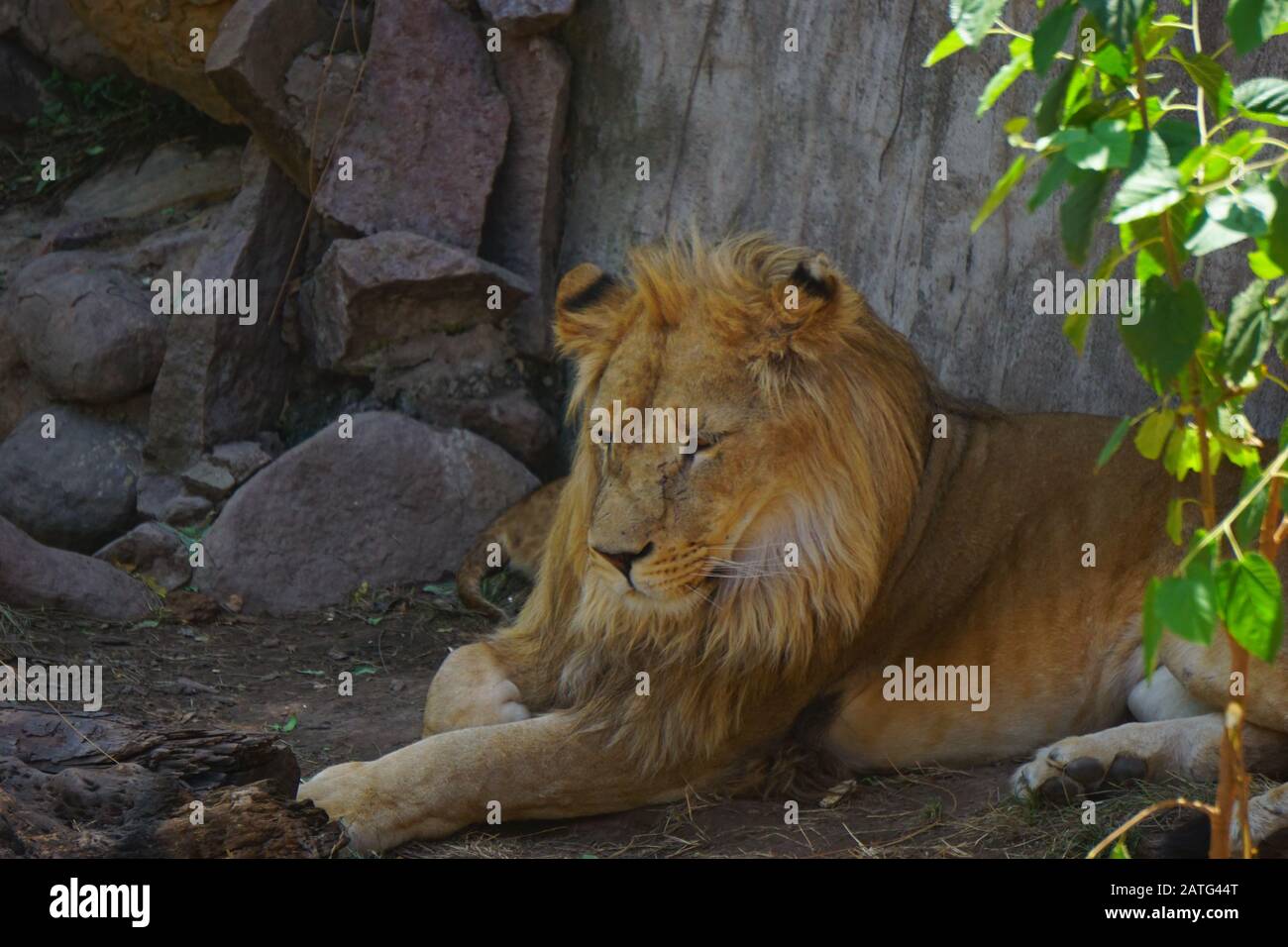 Großer schöner Löwe in der Sahara-Wüste Stockfoto