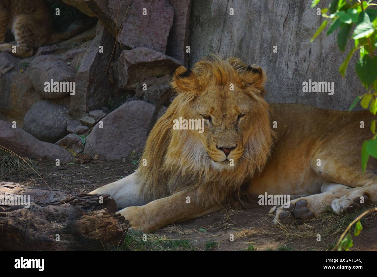 Großer schöner Löwe in der Sahara-Wüste Stockfoto