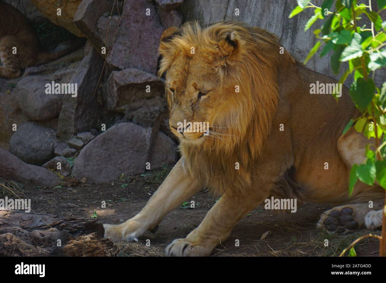 Großer schöner Löwe in der Sahara-Wüste Stockfoto