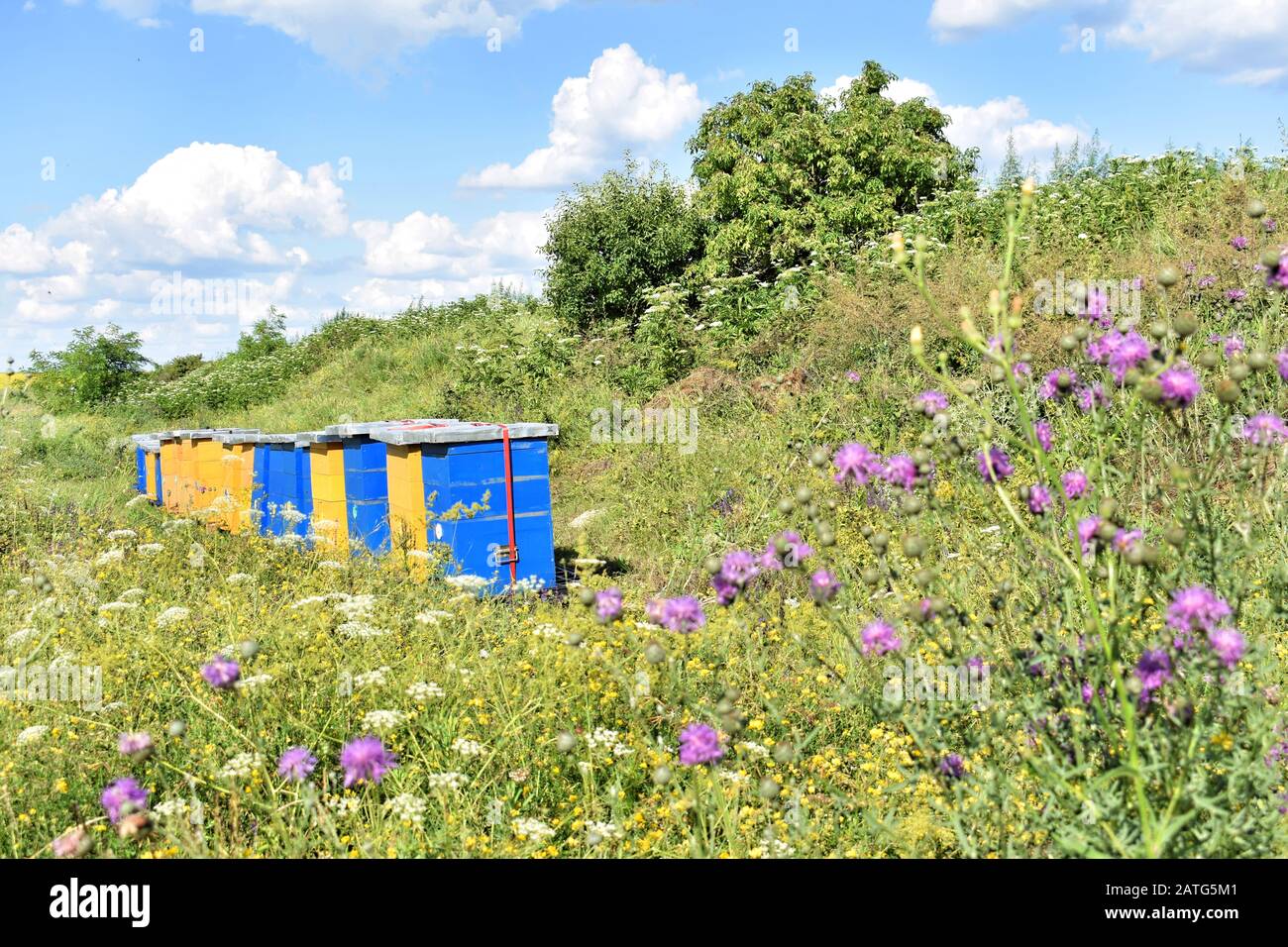 Wiesenhonigfarm im Wildblumenfeld Stockfoto