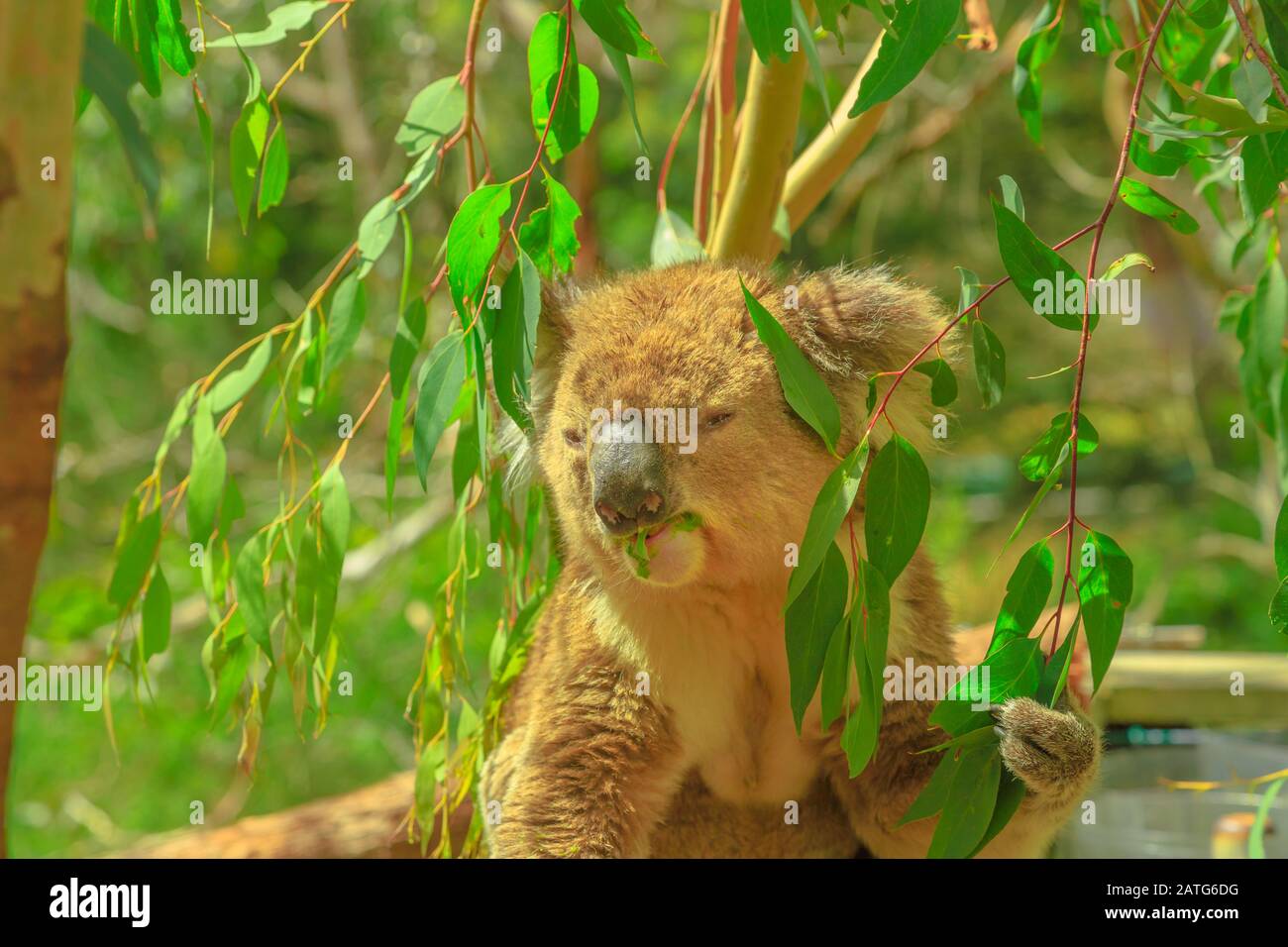 Nahaufnahme des männlichen Koalas, das Eukalyptusblätter auf Phillip Island in Victoria, Australien, isst. Viele Wälder werden durch Buschfeuer zerstört, Koalas sind es Stockfoto