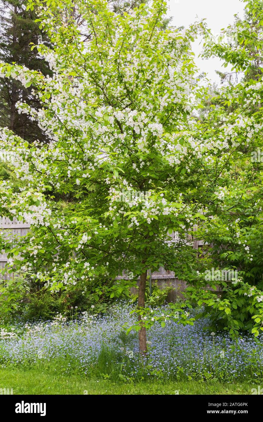 Malus domestica - gewöhnlicher Apfelbaum untergepflanzt mit blauen Myosotis - Vergissmeinnicht-Blumen im Garten im Garten im Frühling, Le Jardin de Francois Stockfoto