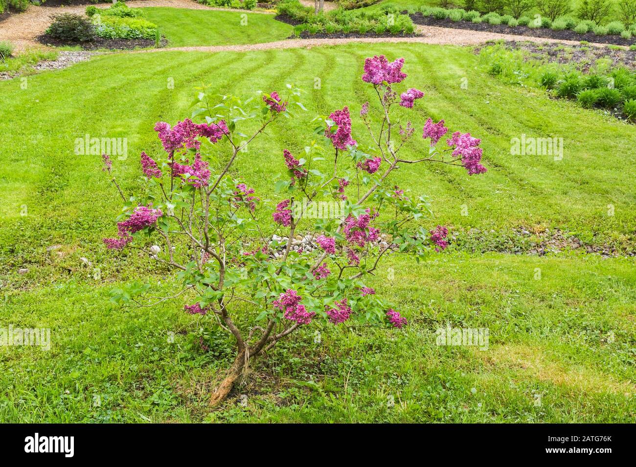 Syringa vulgaris Gemeine Fliederbaum in Blüte im Garten im Garten im