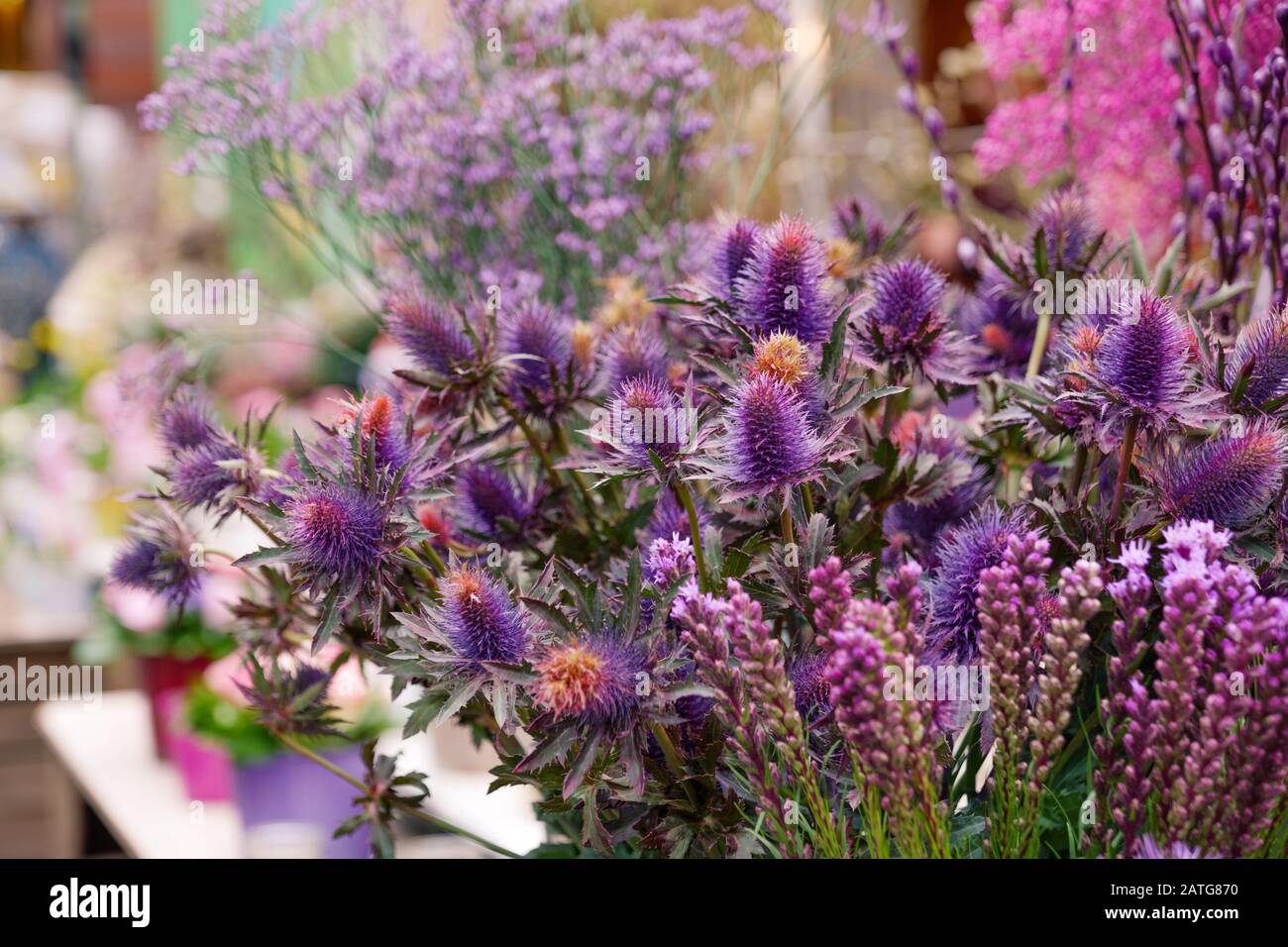 Der Blick auf die lila und violett blühenden Blumen wird im Freilichtblütenstall oder Blumenladen auf dem europäischen Außenmarkt verkauft. Stockfoto