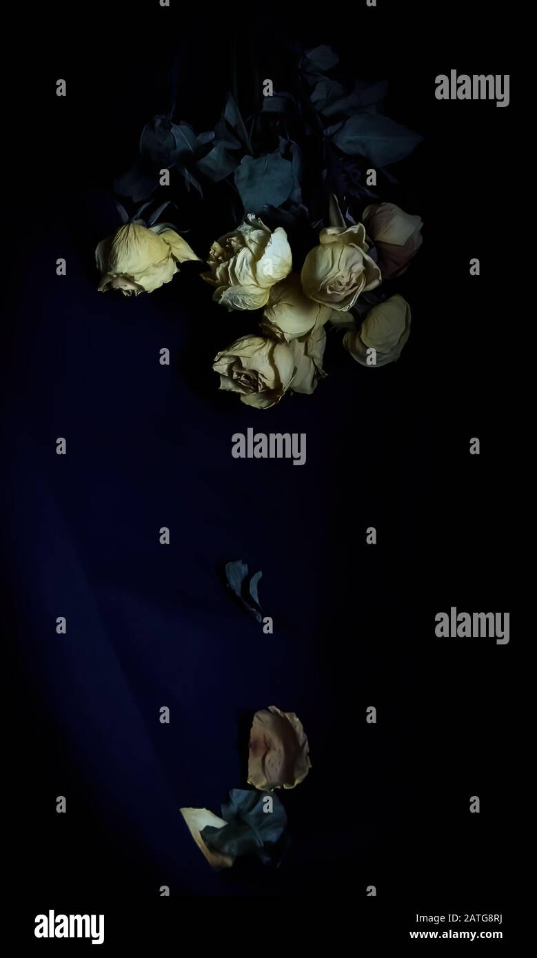 Getrocknete gelbe Rosen mit fallenden Kronblättern vor dunklem Hintergrund. Stockfoto