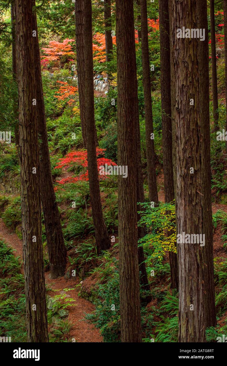 Garden Path, Redwoods, Japanese Maple, Fern Canyon Garden, Mill Valley, Kalifornien Stockfoto