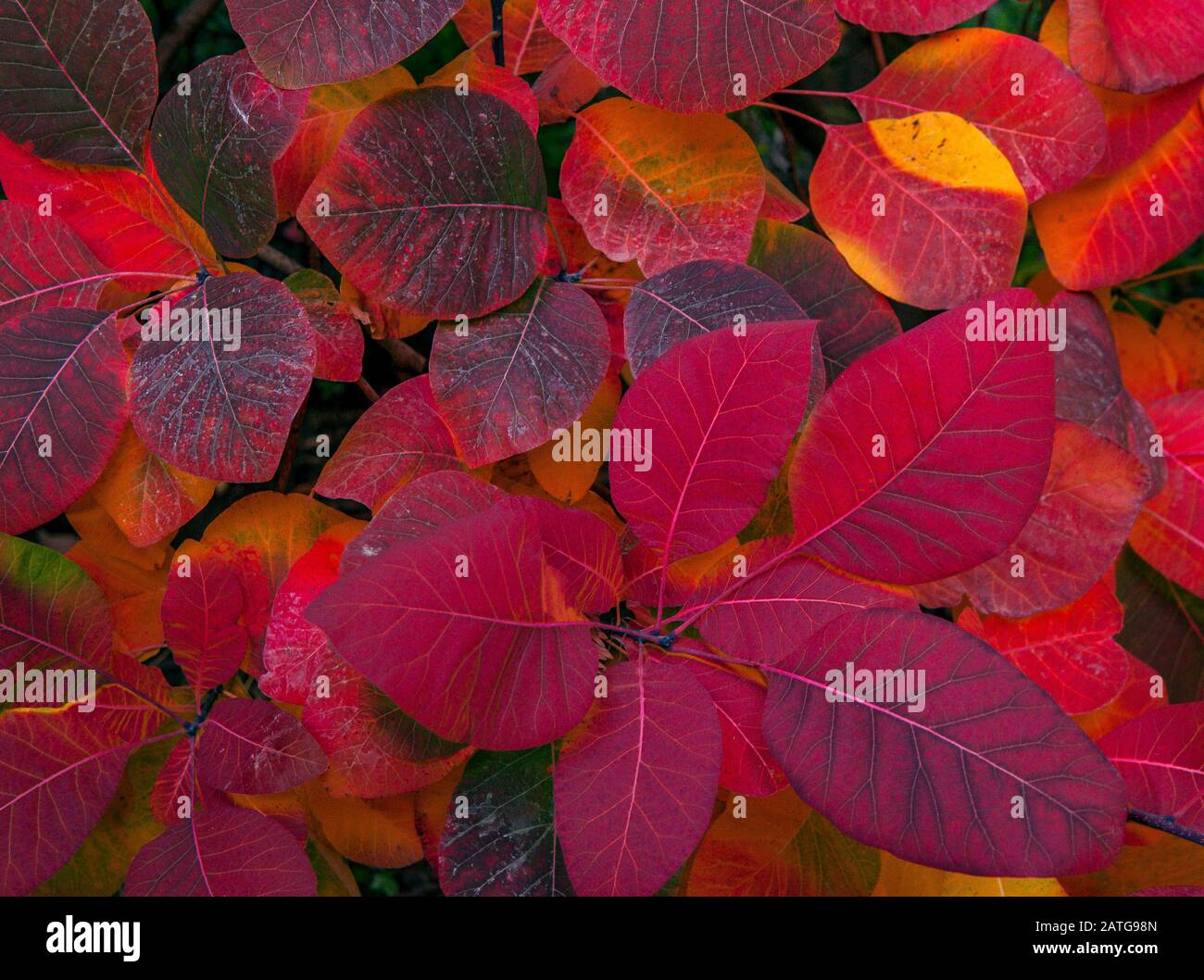 Leaf Detais, Cotinus coggygia, Fern Canyon Garden, Mill Valley, Kalifornien Stockfoto