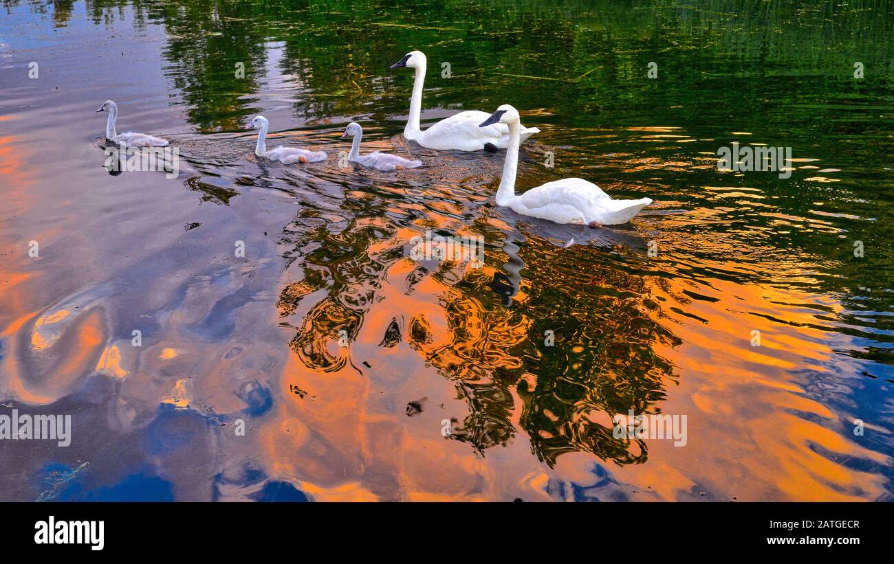 Frühling sonnigen Tag Wasser Reflexion. Schwan in wilder Natur.eleganter weißer Vogel. Stockfoto