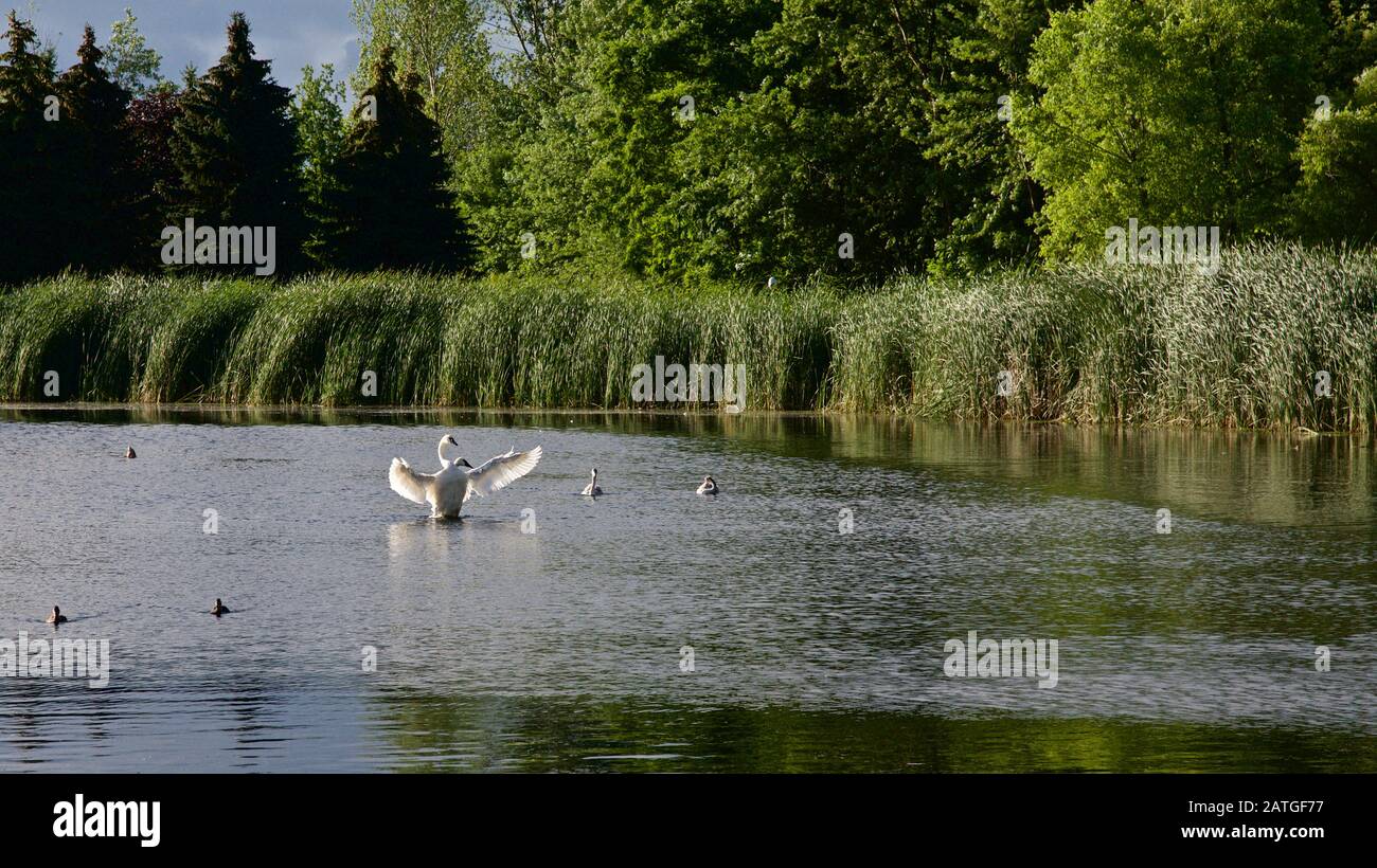 schwan flatternd Flügel auf dem Teich Stockfoto