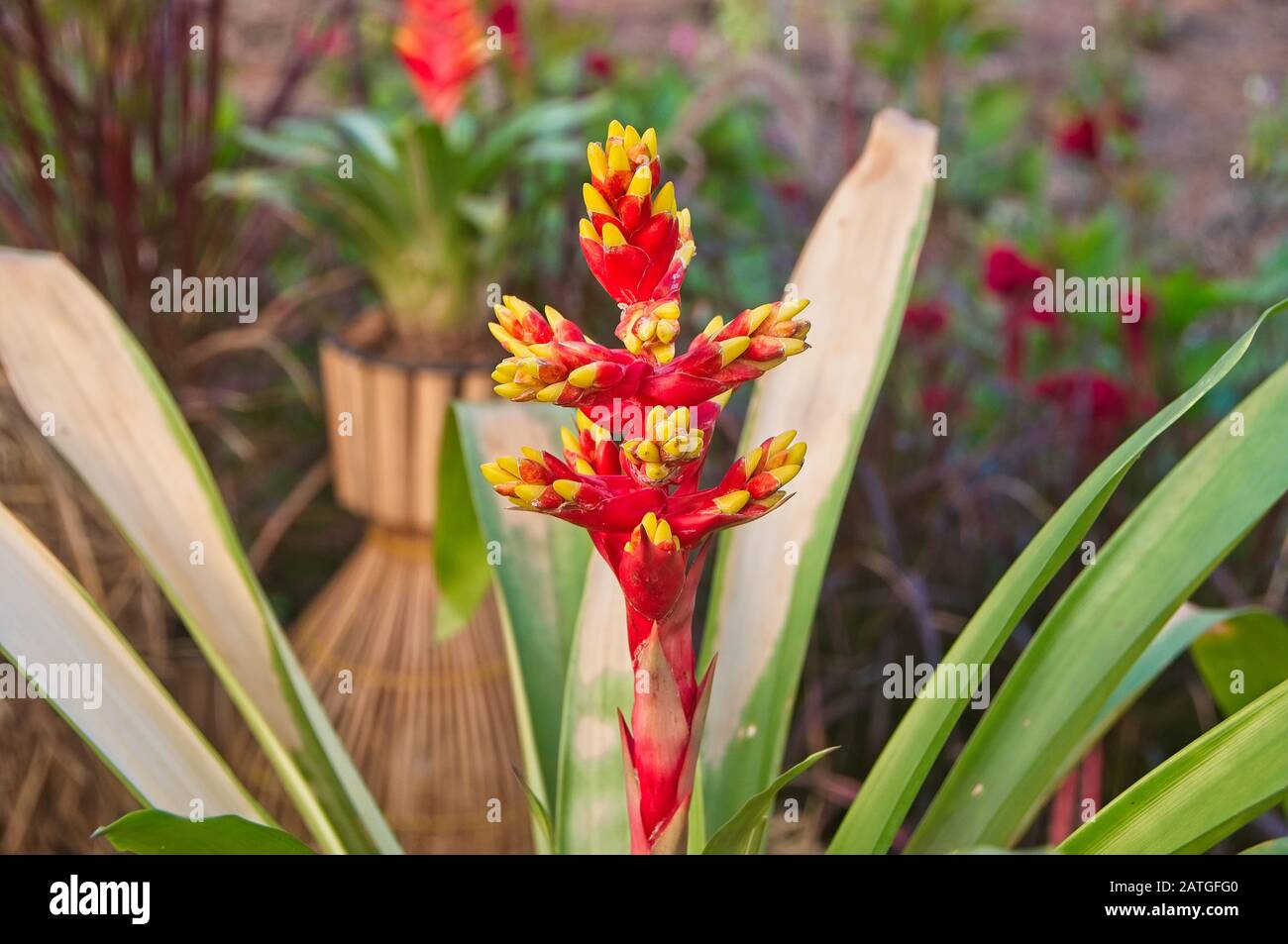 Rote gelbe Bromeliad-Blume Blüht im Garten. Stockfoto