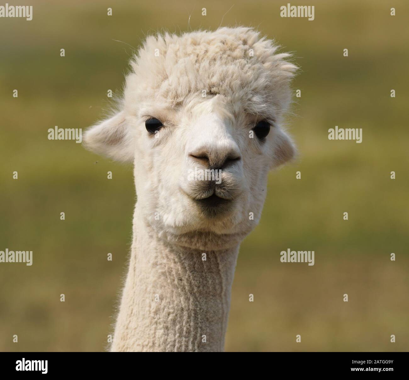 Ein sehr niedlicher und junger Alpaka mit weißem Fleece blickt direkt in die Kamera. Stockfoto